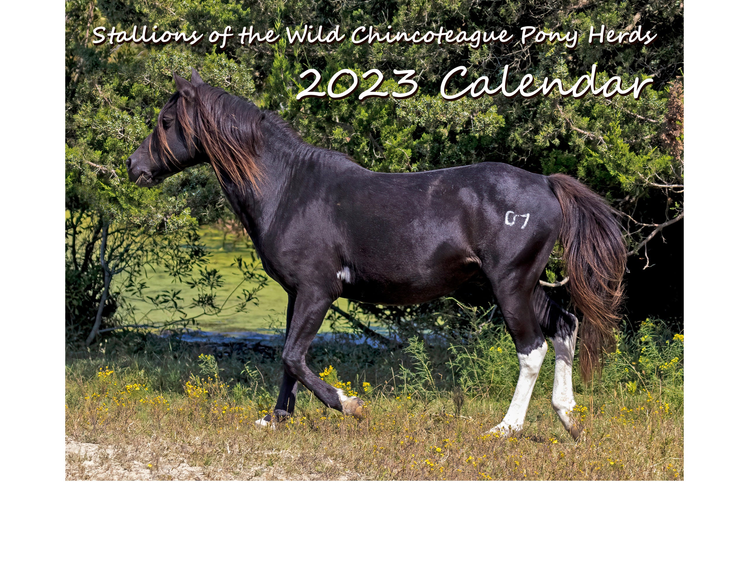 Stallions of the Wild Chincoteague Pony Herds 2023 Calendar DSC